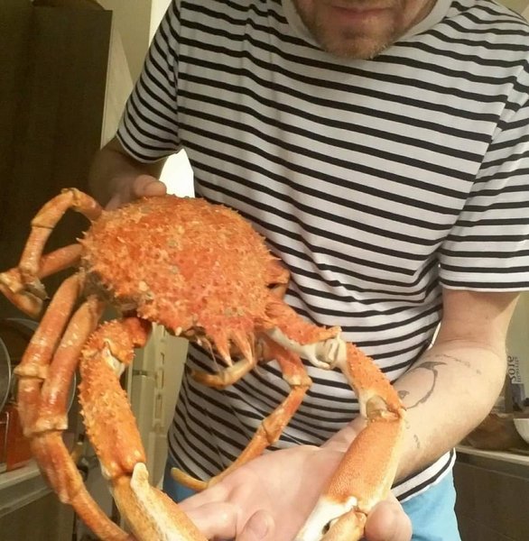 Краб стригун